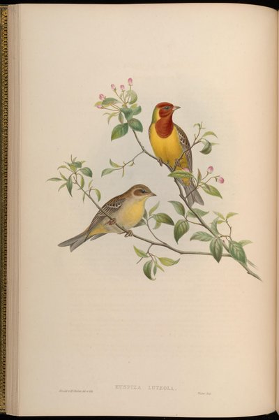 Emberiza luteola = Emberiza brunniceps - John Gould